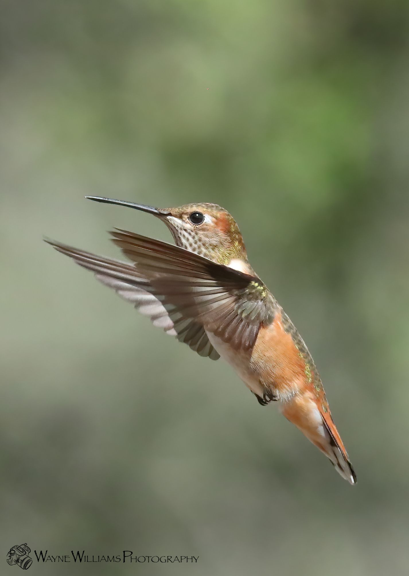 A hummingbird is flying in the air with its wings spread.