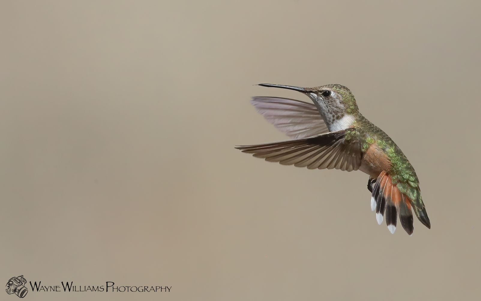 A hummingbird is flying in the sky with its wings spread.