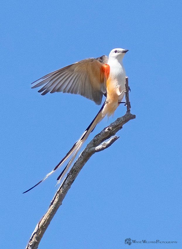 A bird with a long tail is perched on a tree branch