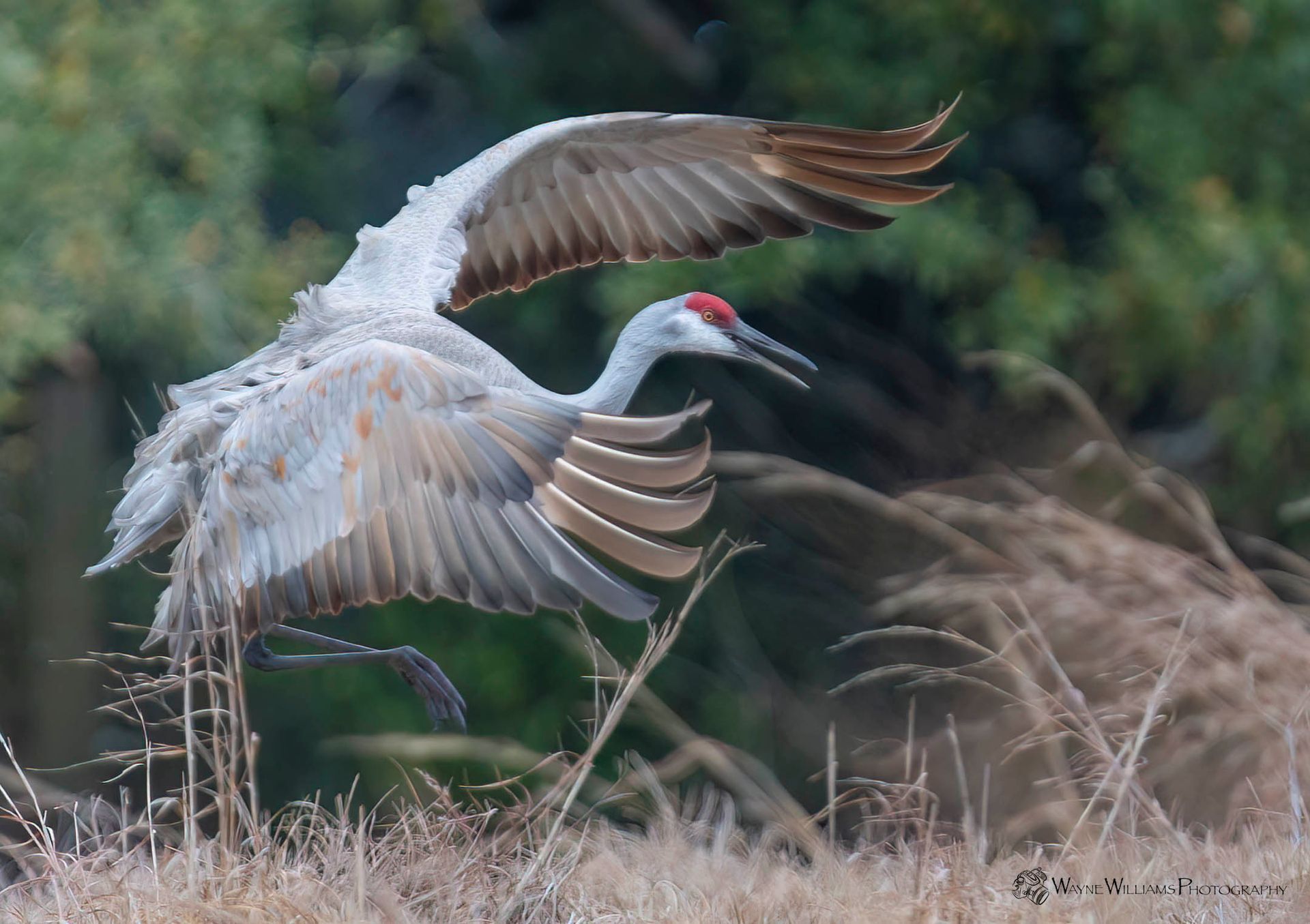 A crane is flying over a field of tall grass