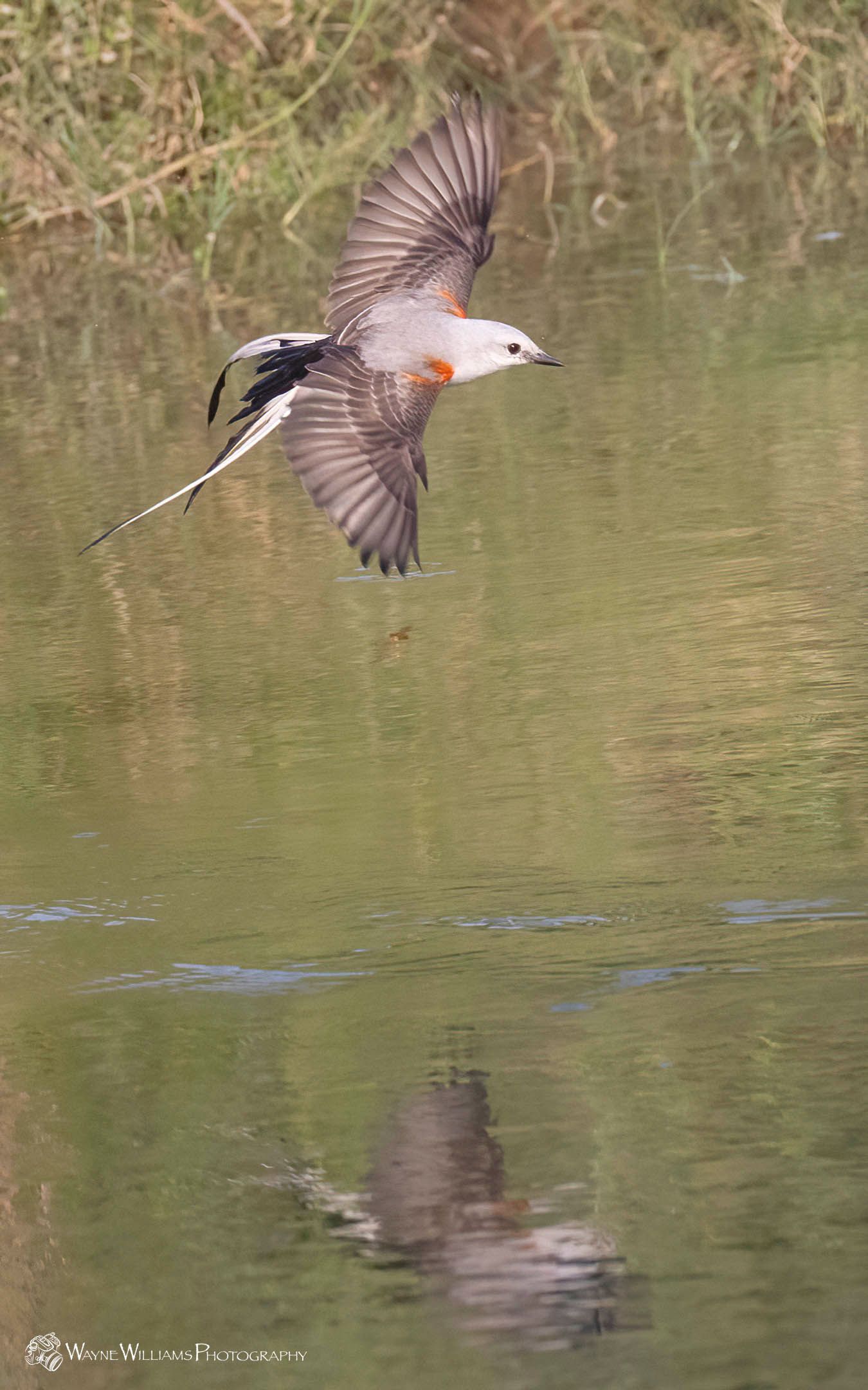 A bird is flying over a body of water.