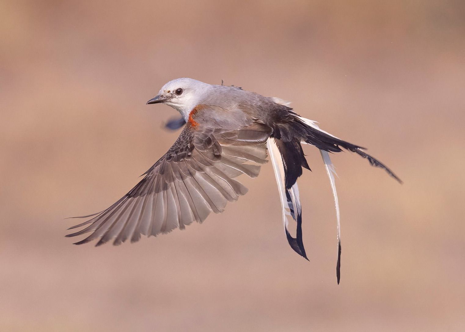 A white and brown bird is flying over a body of water