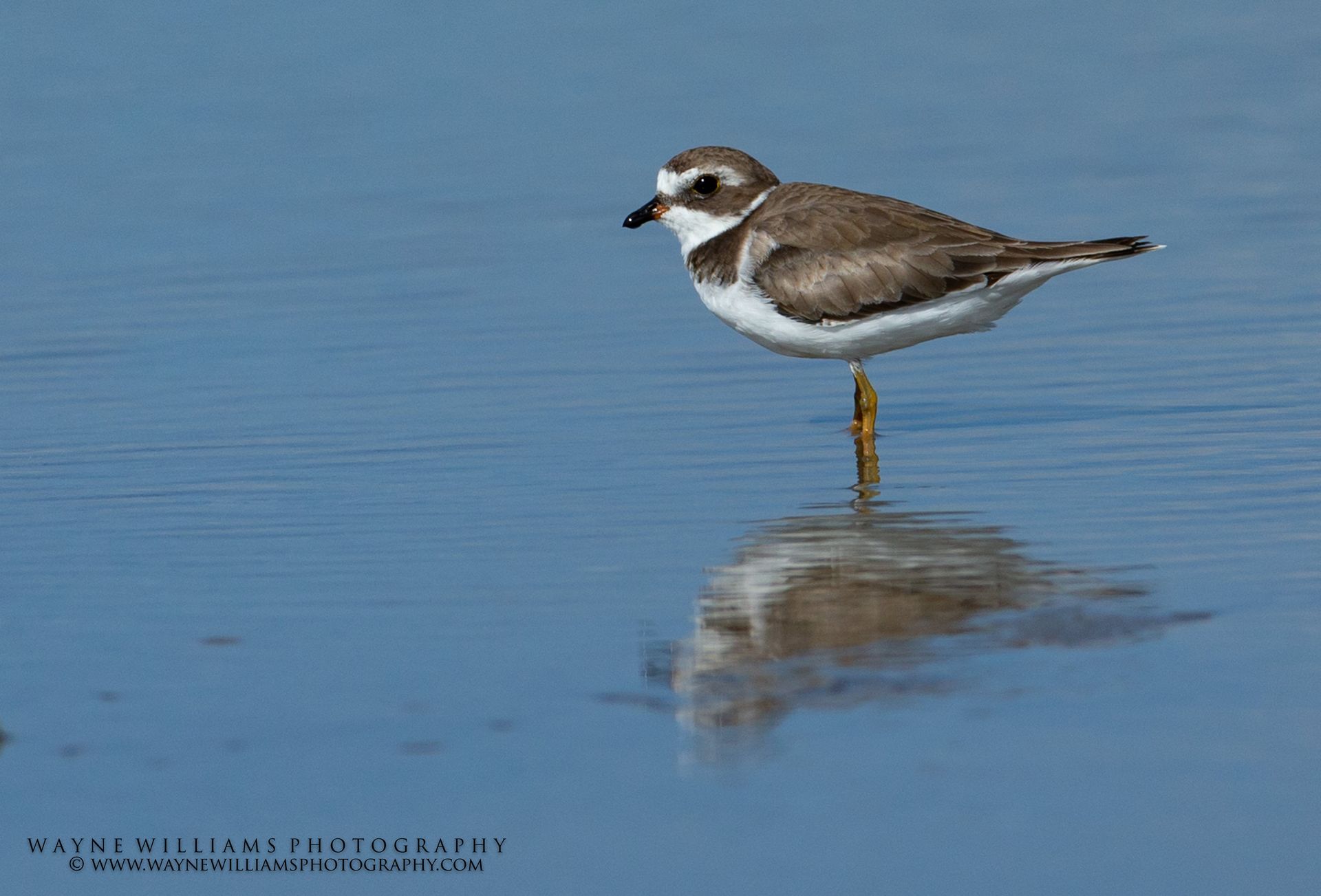 A small brown and white bird is standing in the water