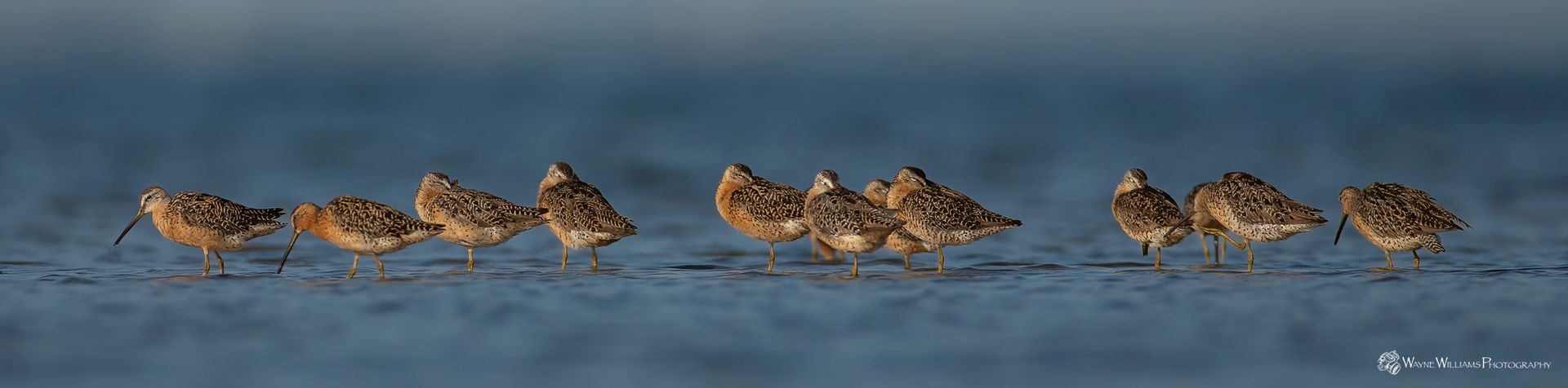 A row of birds are standing in the water.
