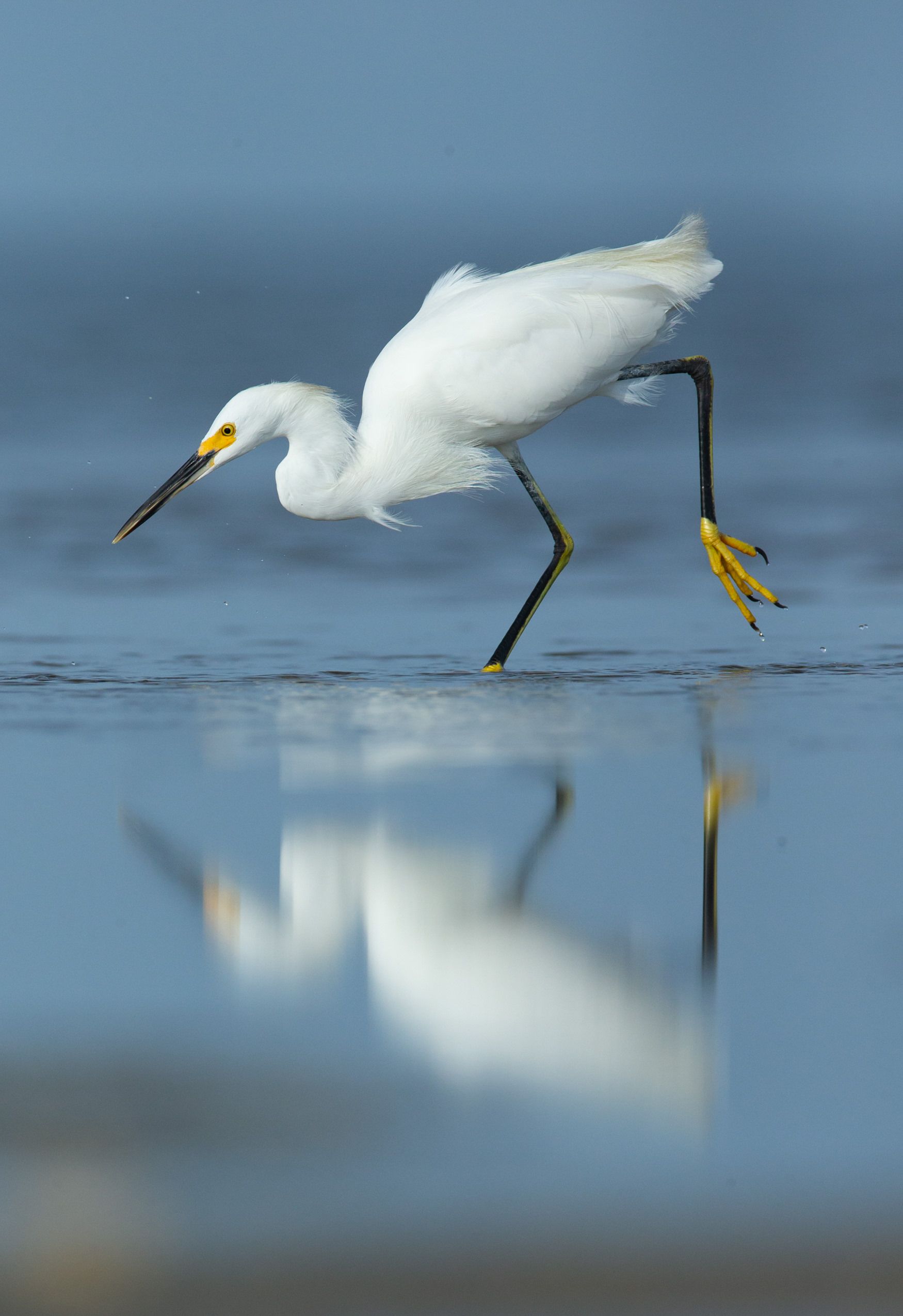 A white bird with a yellow beak is walking in the water