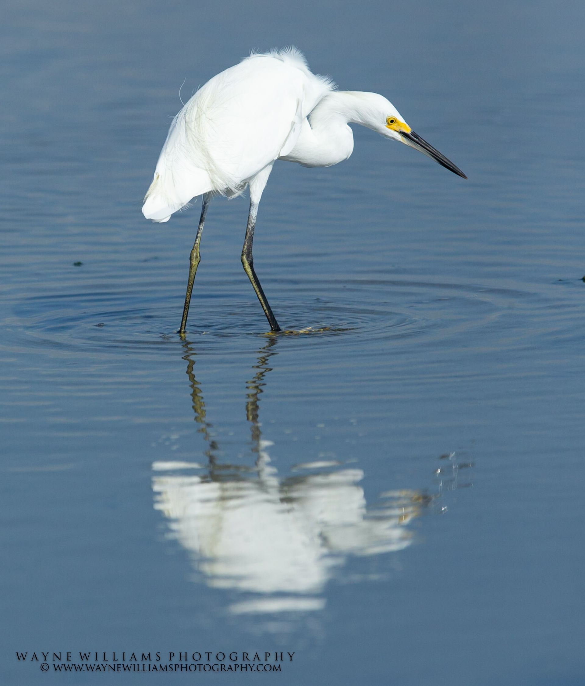 A white bird with a yellow beak is standing in the water