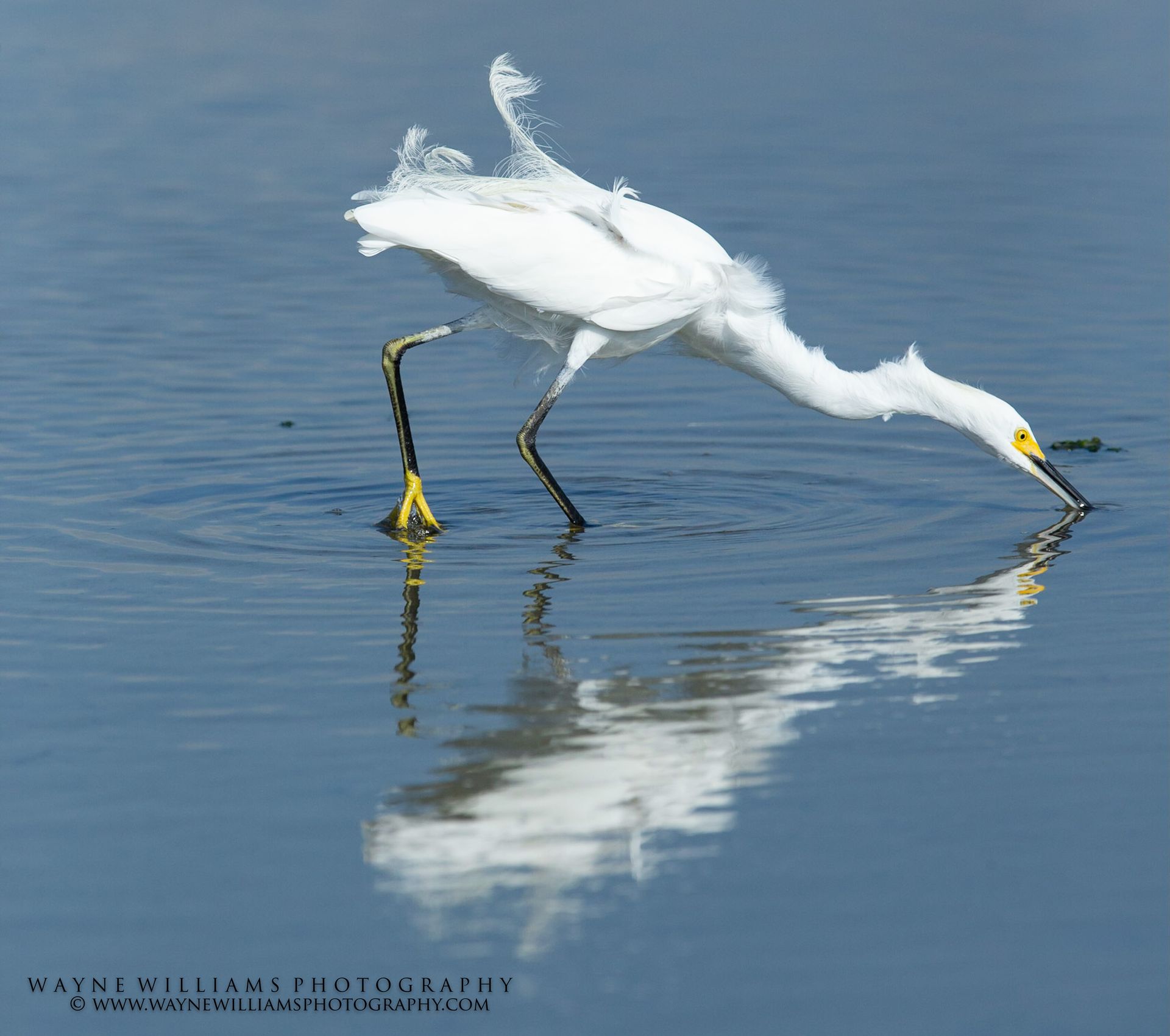 A white bird with a yellow beak is standing in the water