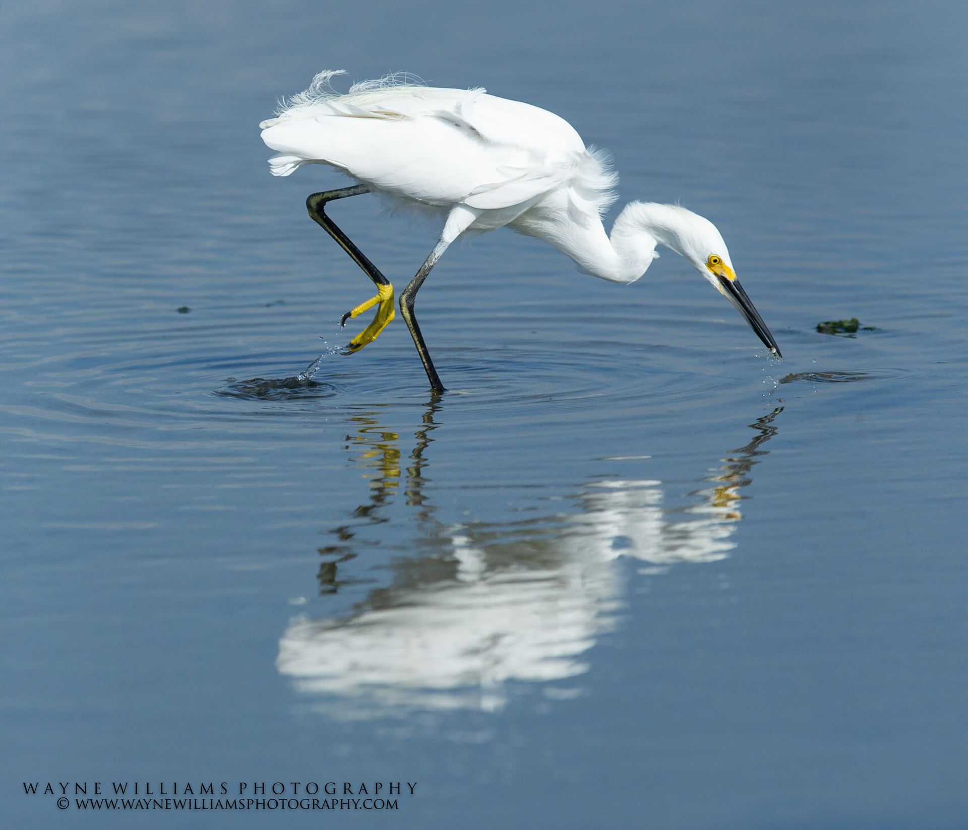 A white bird with a yellow beak is standing in the water