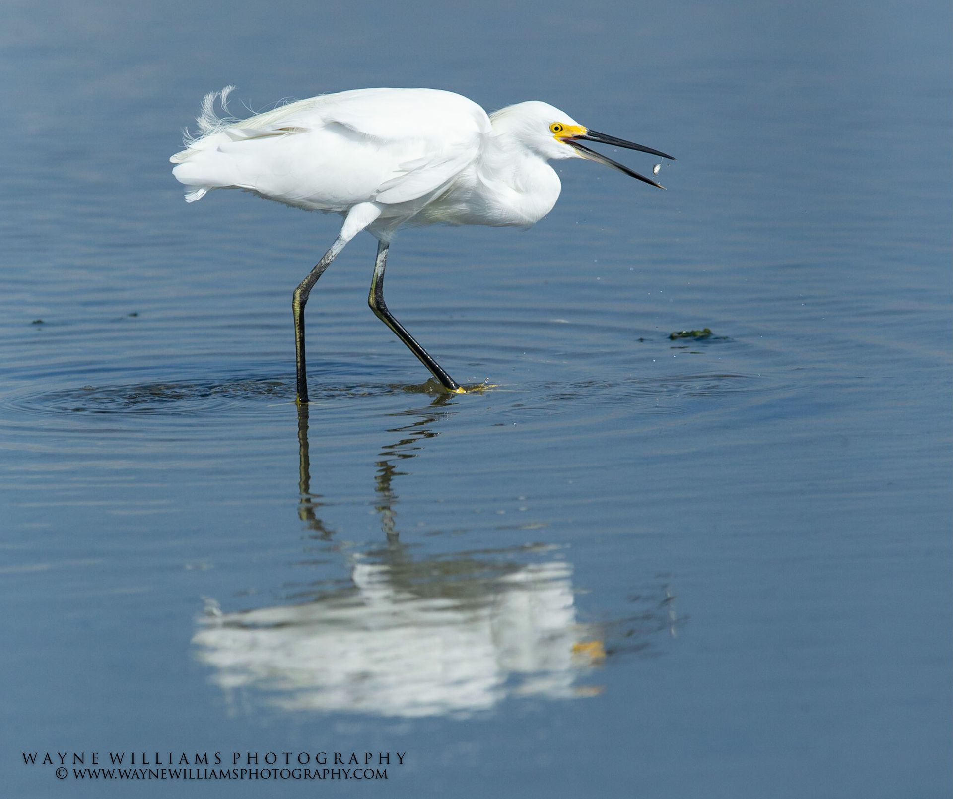 A white bird with a yellow beak is standing in the water.
