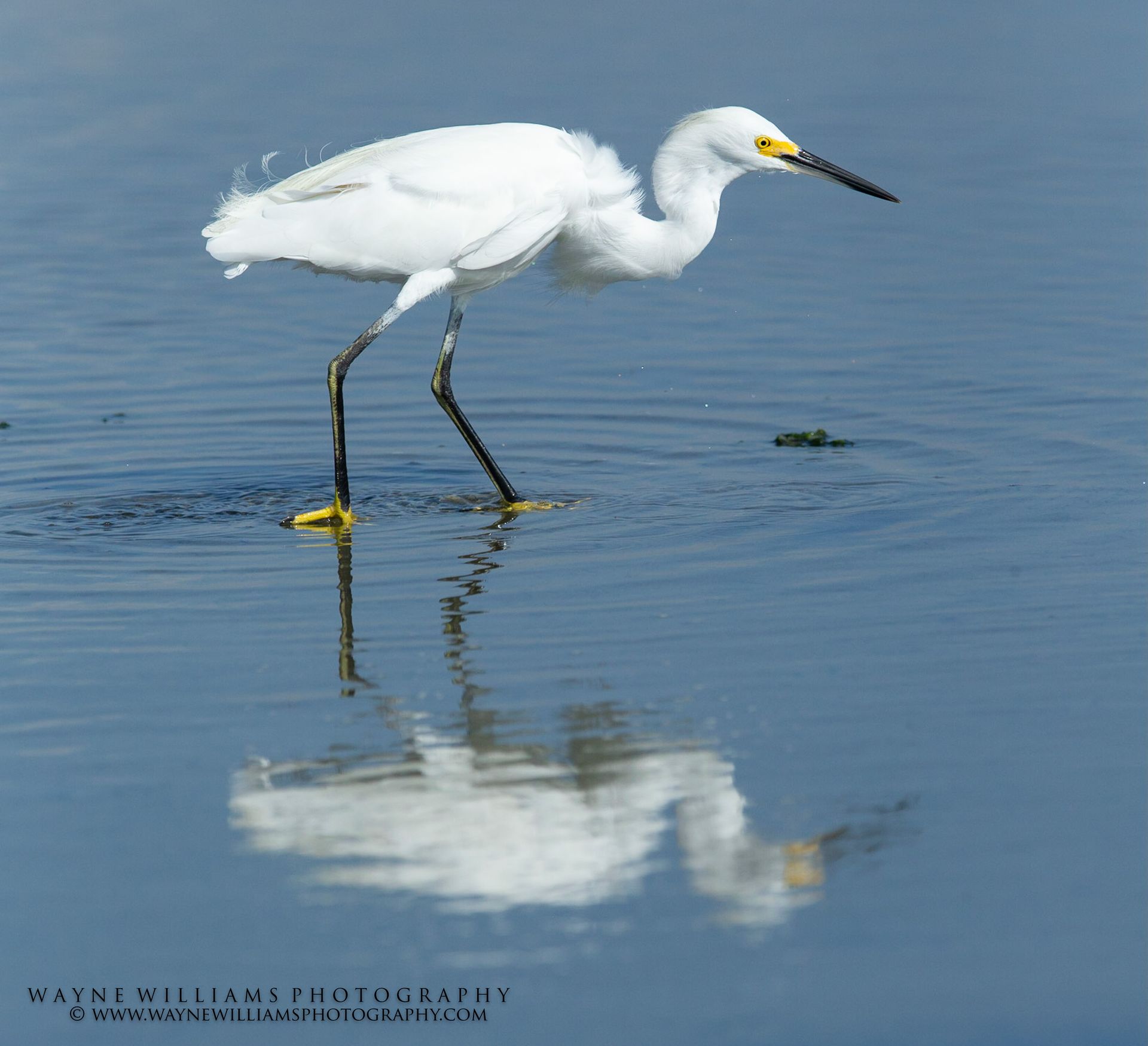A white bird with a yellow beak is standing in the water