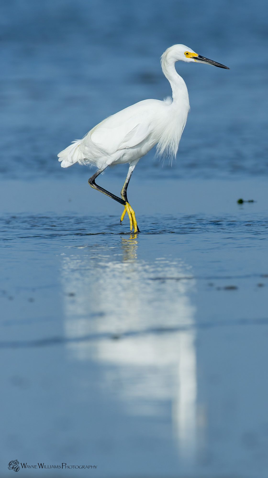 A white bird with a yellow beak is standing in the water.