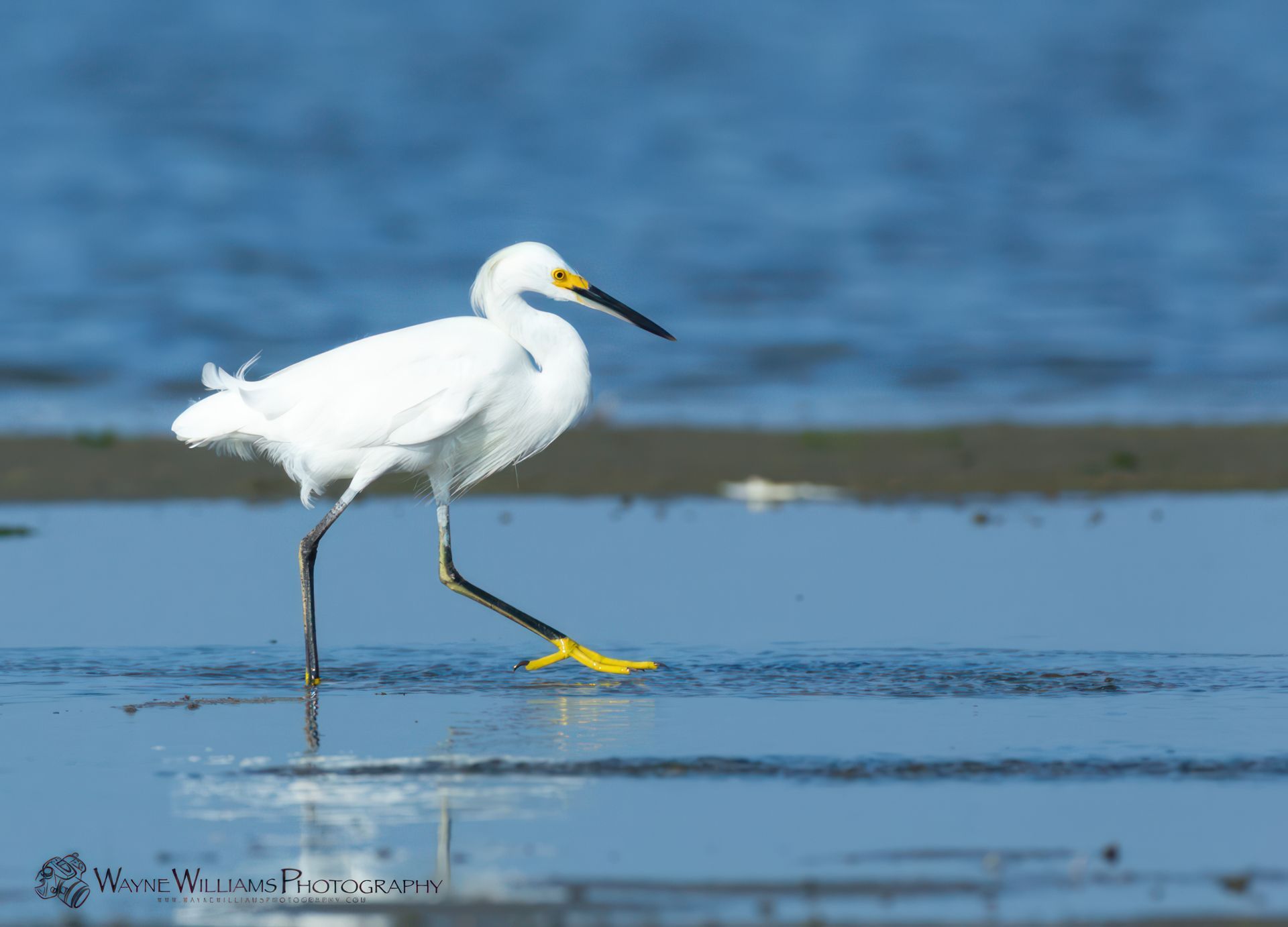 A white bird with a yellow beak is standing in the water.