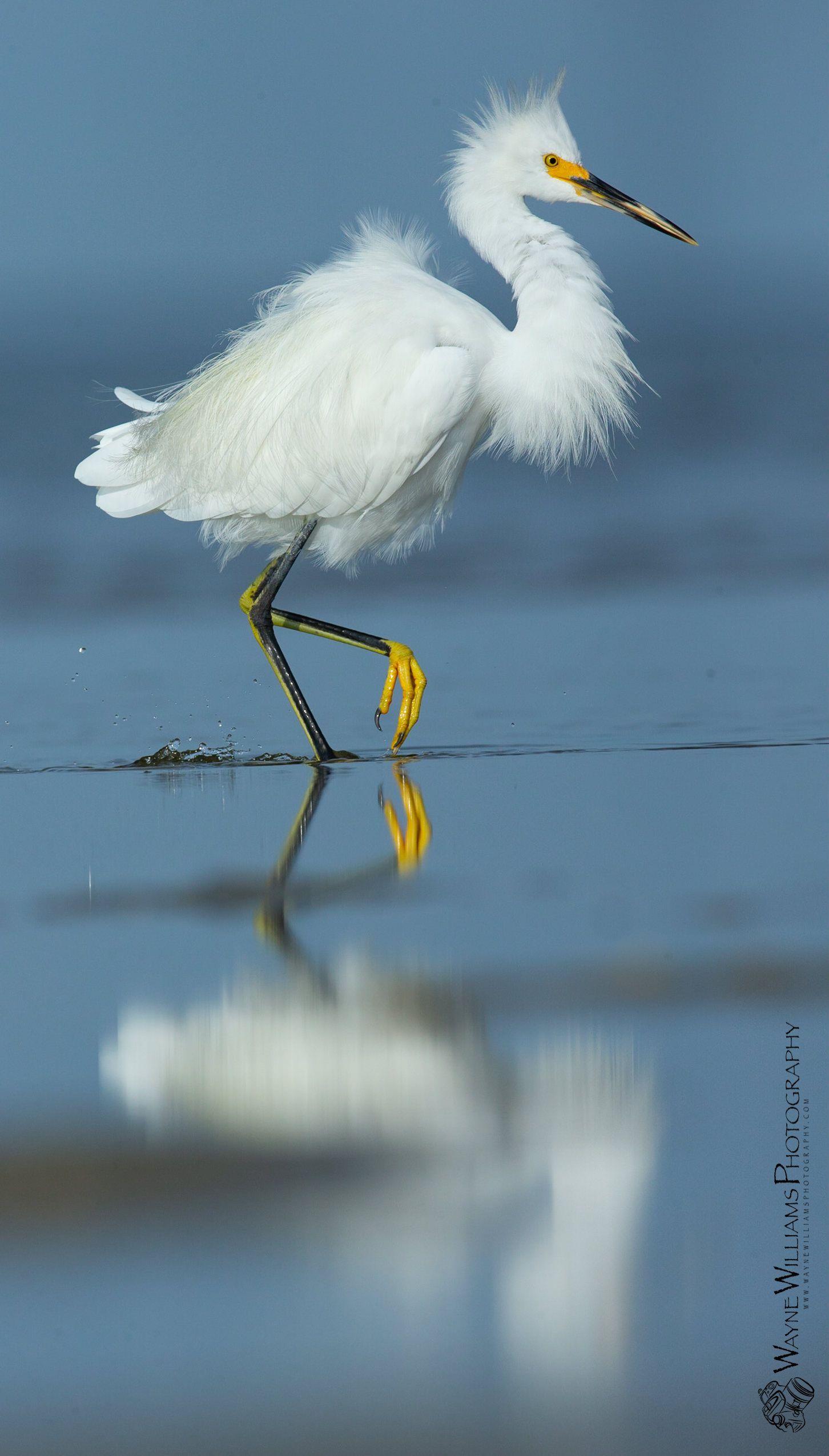 A white bird with a yellow beak is walking on the beach.