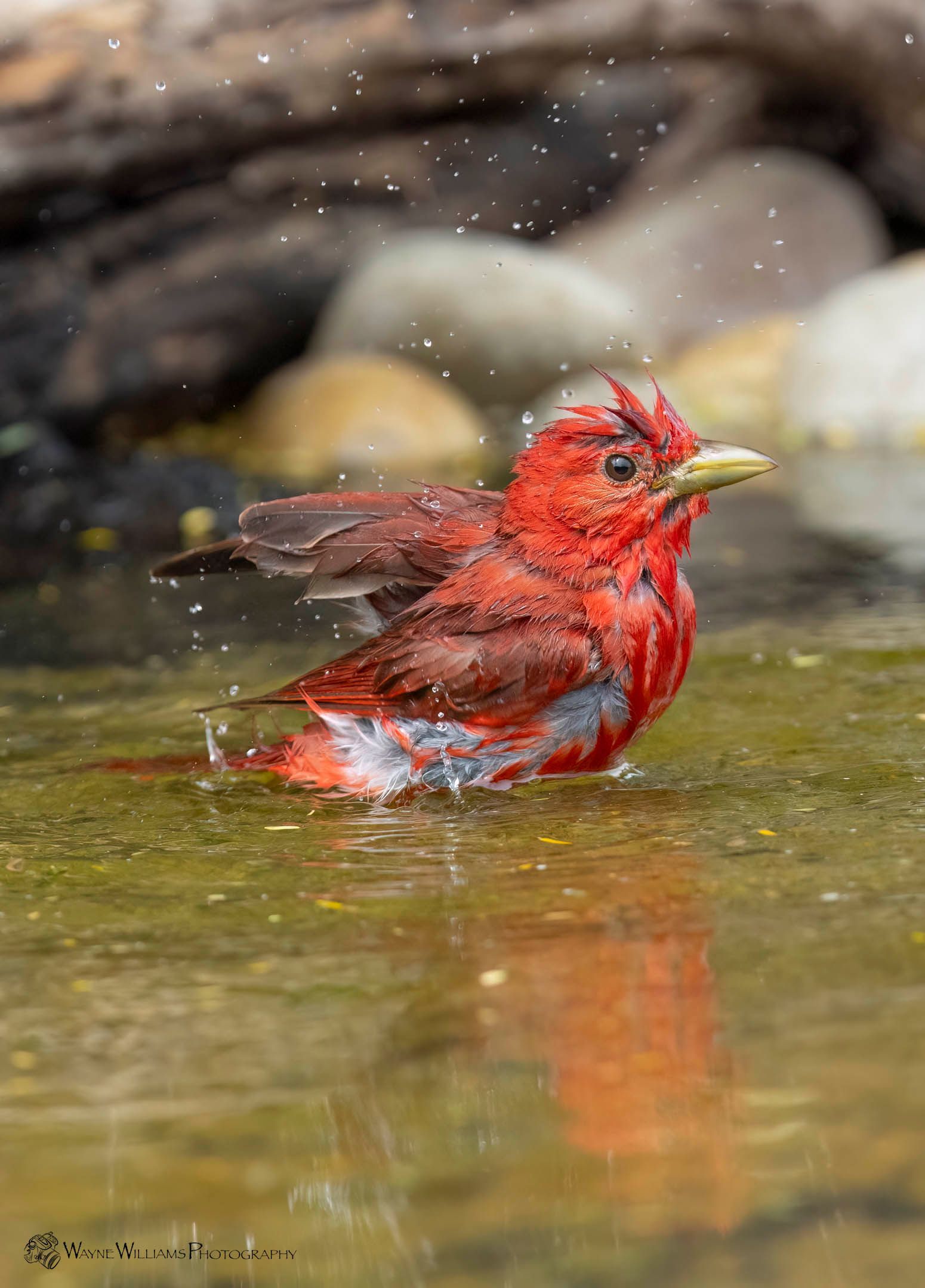 A red bird is standing in a body of water.