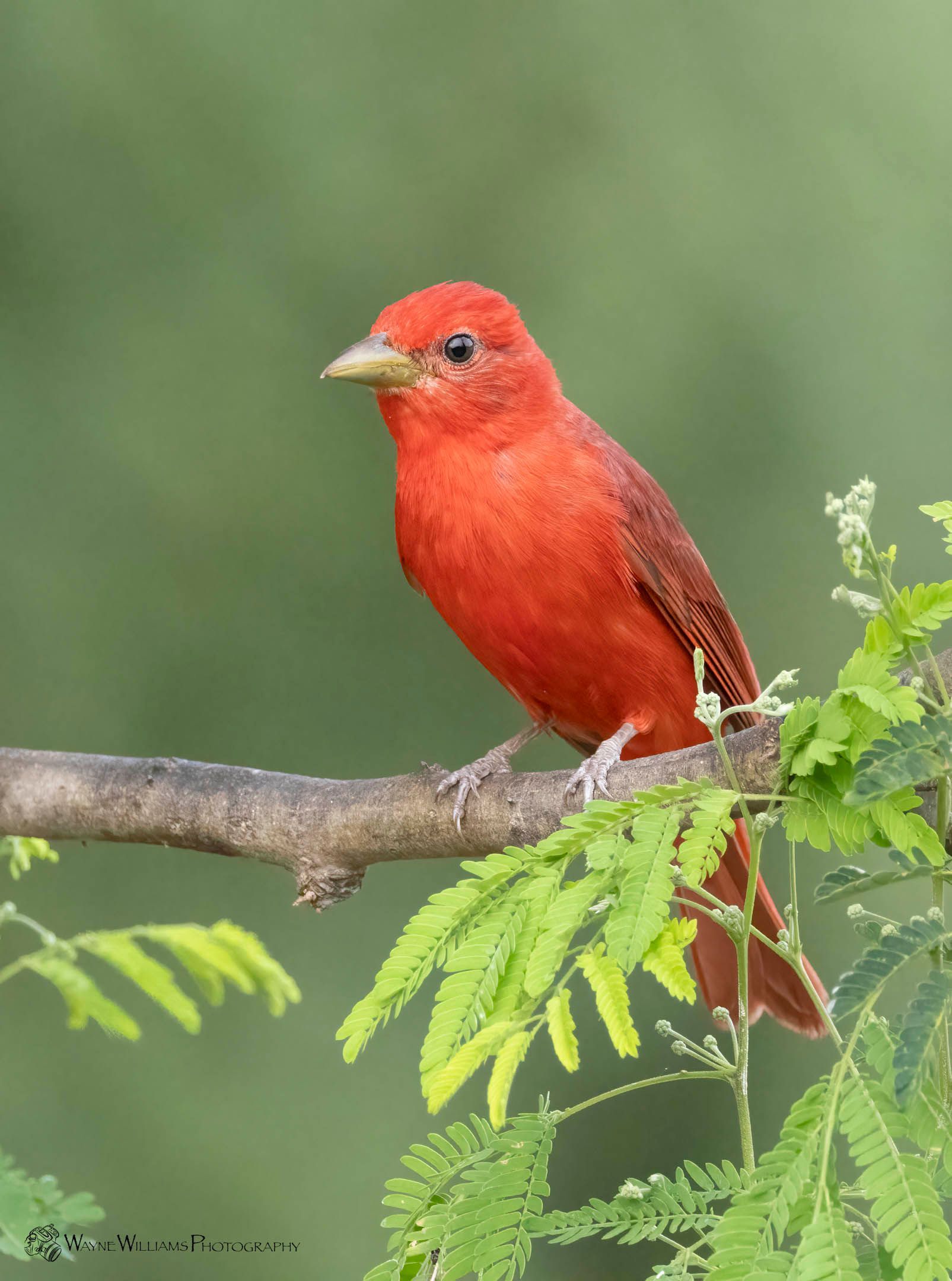 A small bird perched on a branch of a tree.