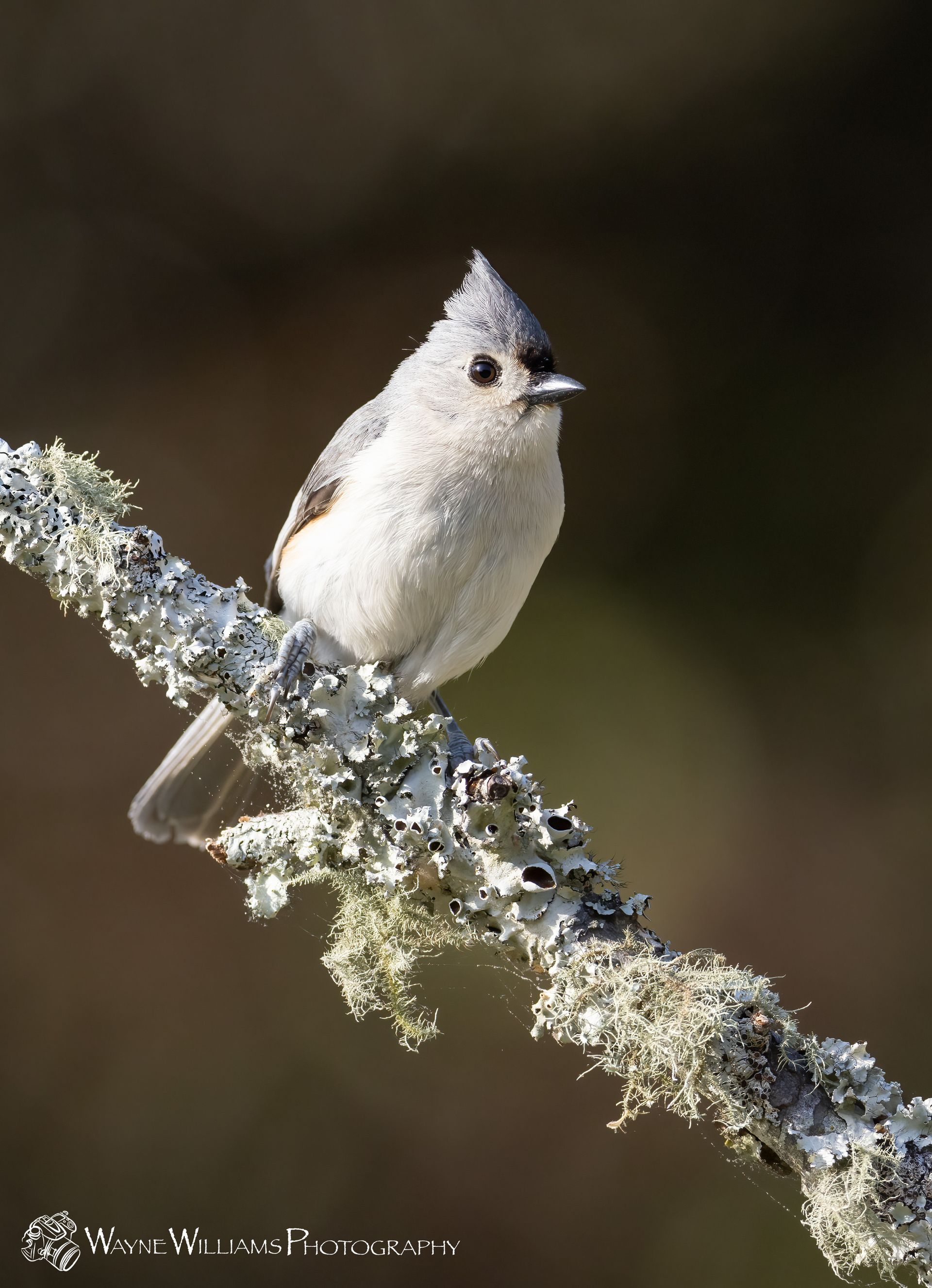 A small bird perched on a branch with lichen