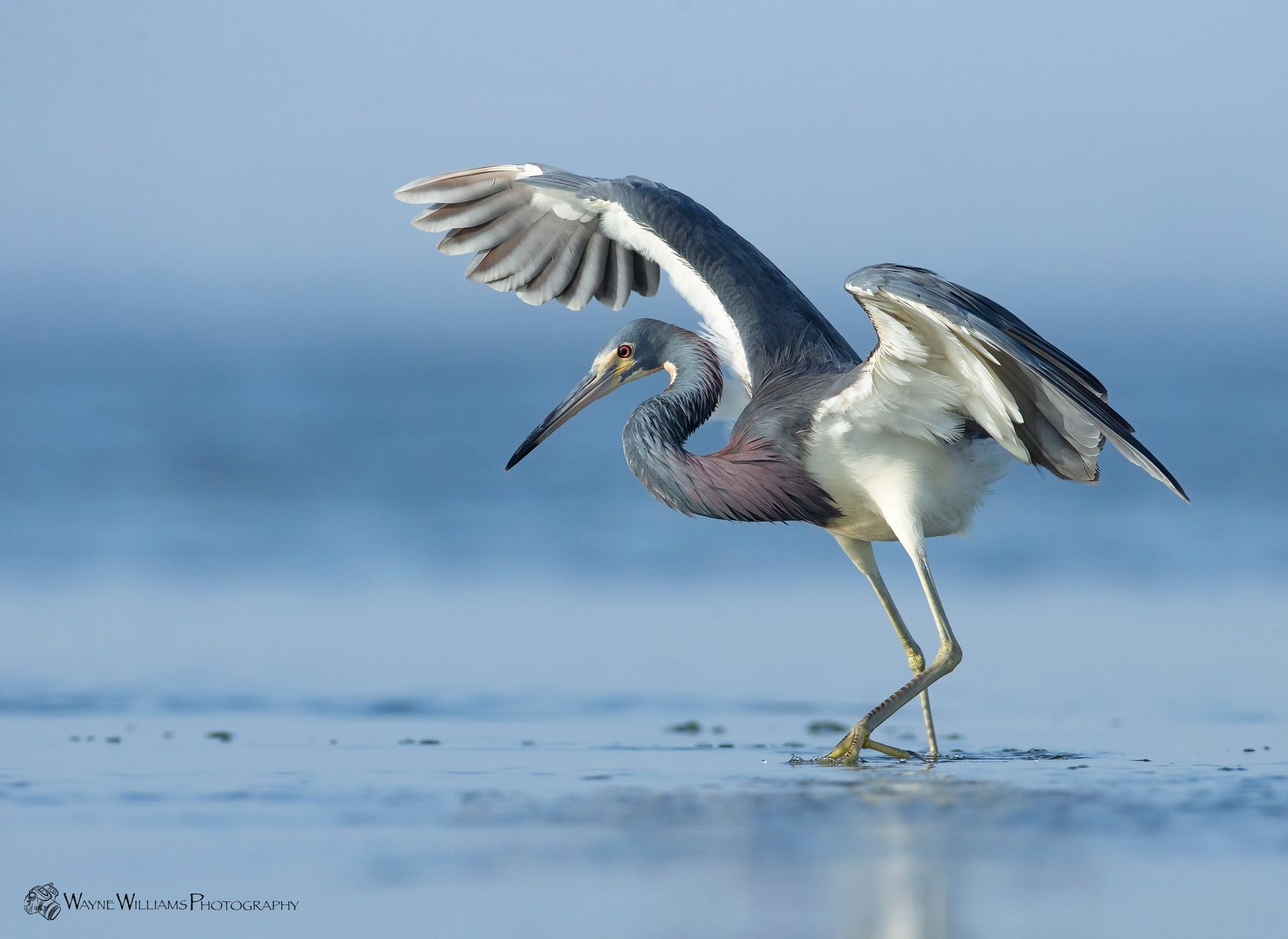 A bird is flying over the ocean with a fish in its beak.