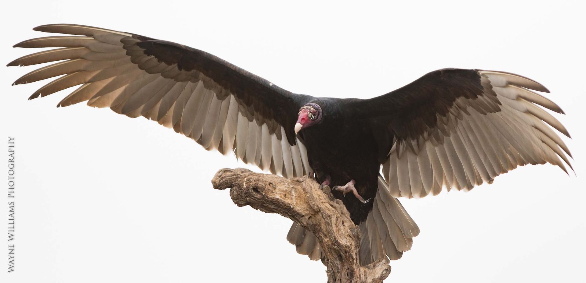 A vulture is sitting on a tree branch with its wings spread