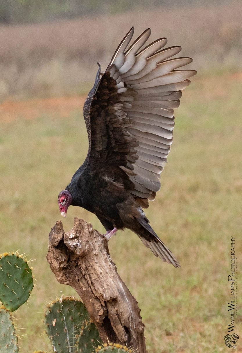 A bald eagle is flying in the sky with a fish in its beak