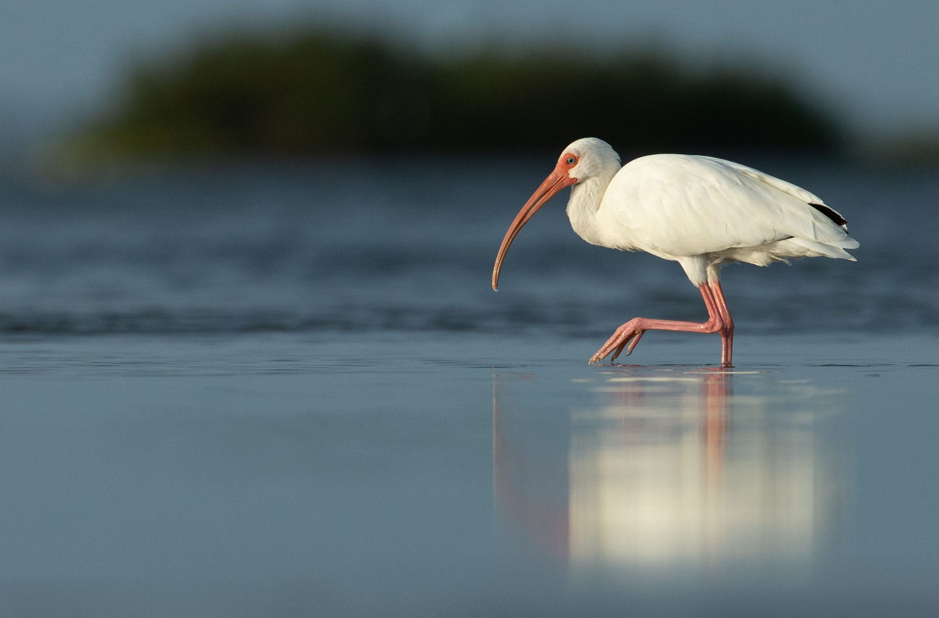 A white bird with a long beak is standing in the water
