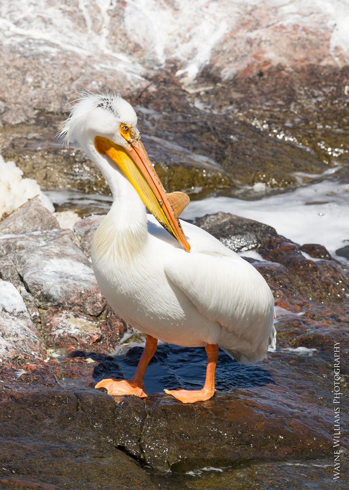 A white pelican with a yellow beak is standing on a rock.