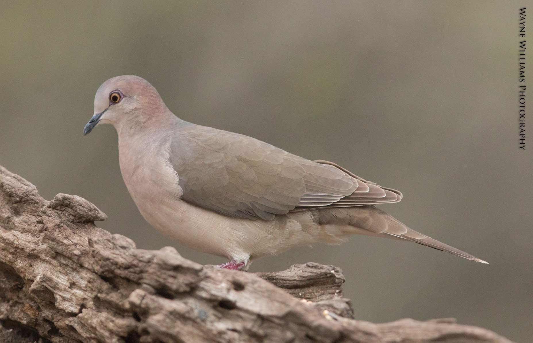 A pigeon is perched on a tree branch looking at the camera.