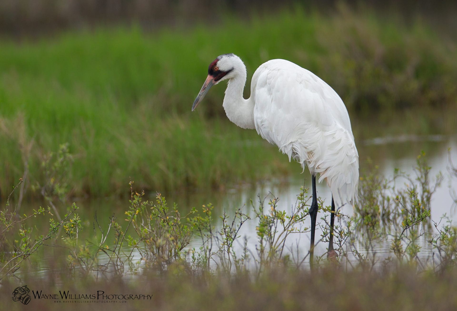 A white bird with a red beak is standing in a swamp.