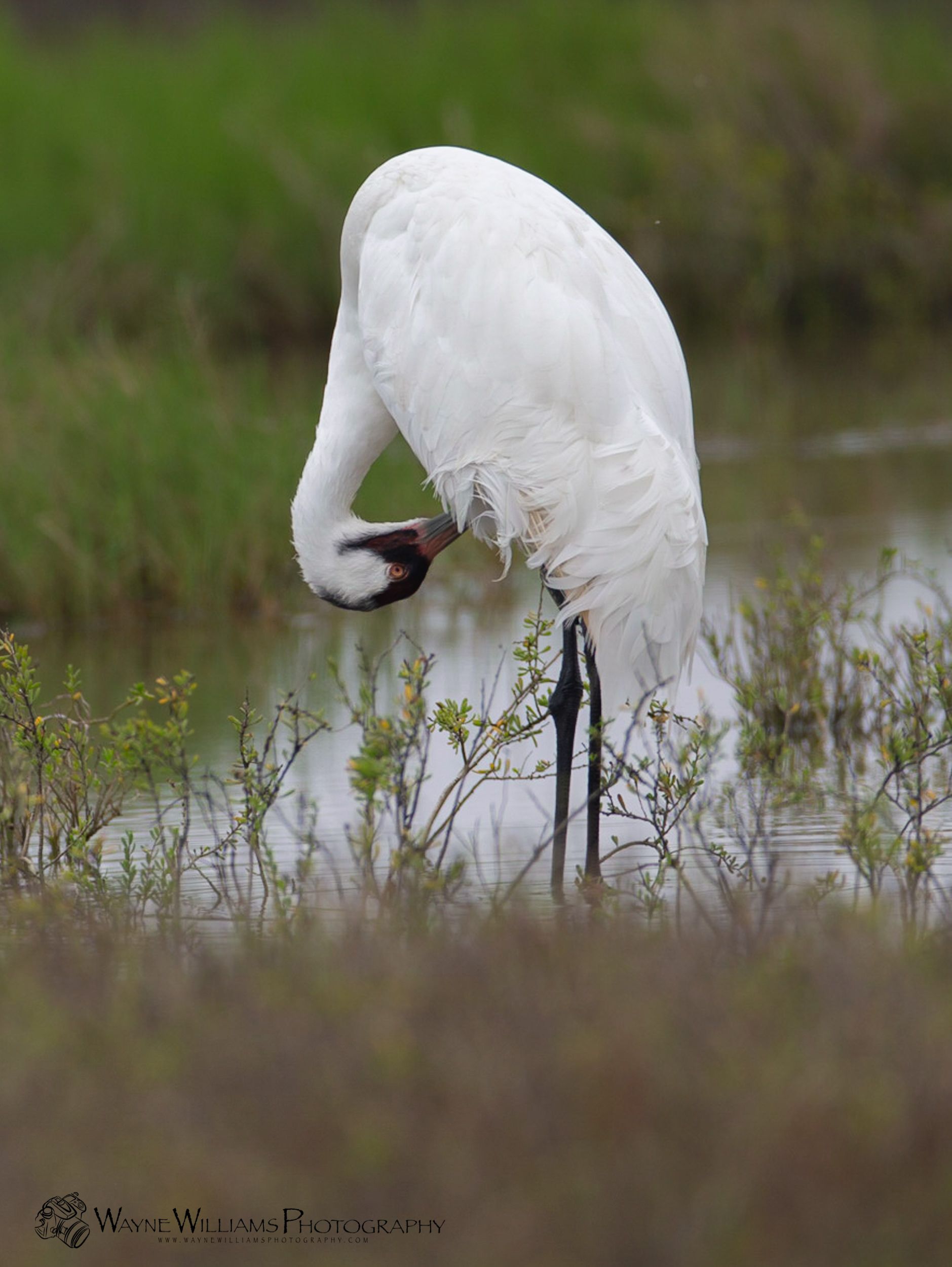 A white bird is standing in the water looking for food.