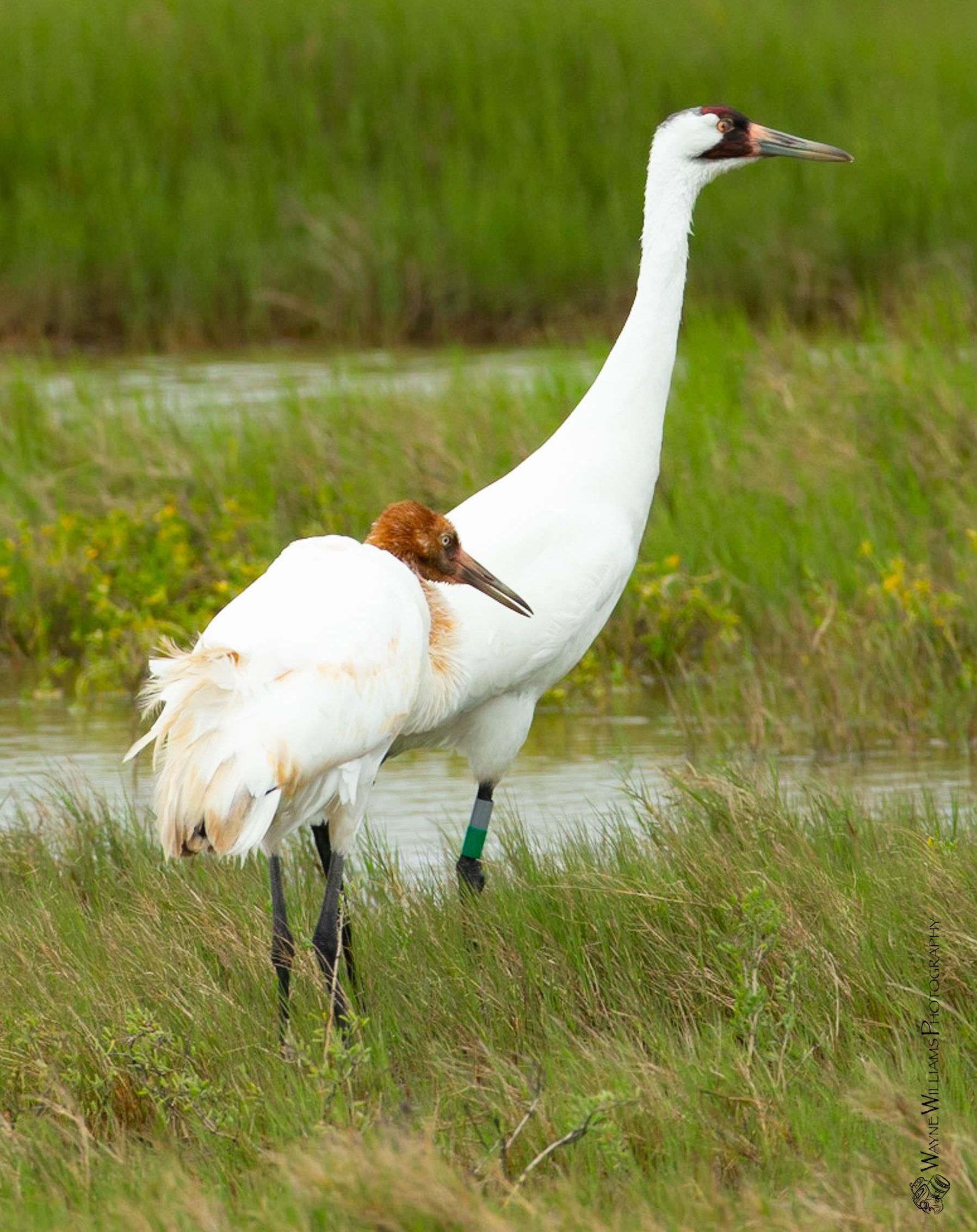 A couple of cranes standing next to each other in a field.