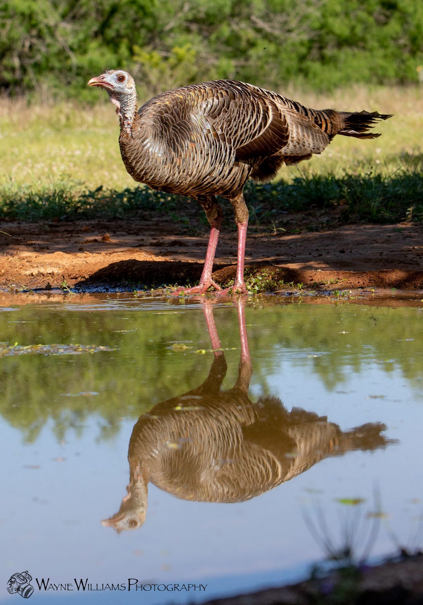A turkey standing on one leg in a puddle of water