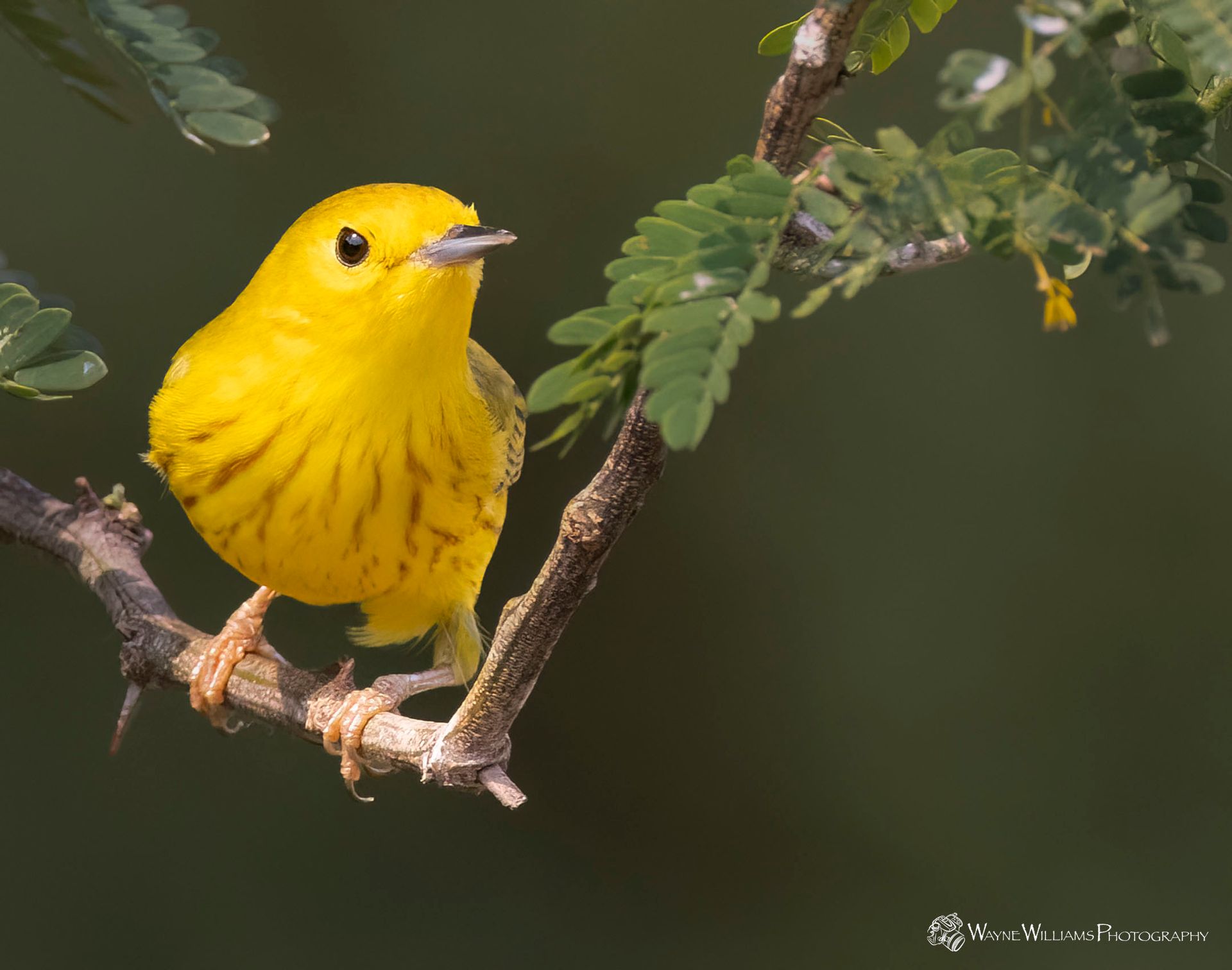 A small bird perched on top of a pine tree branch.