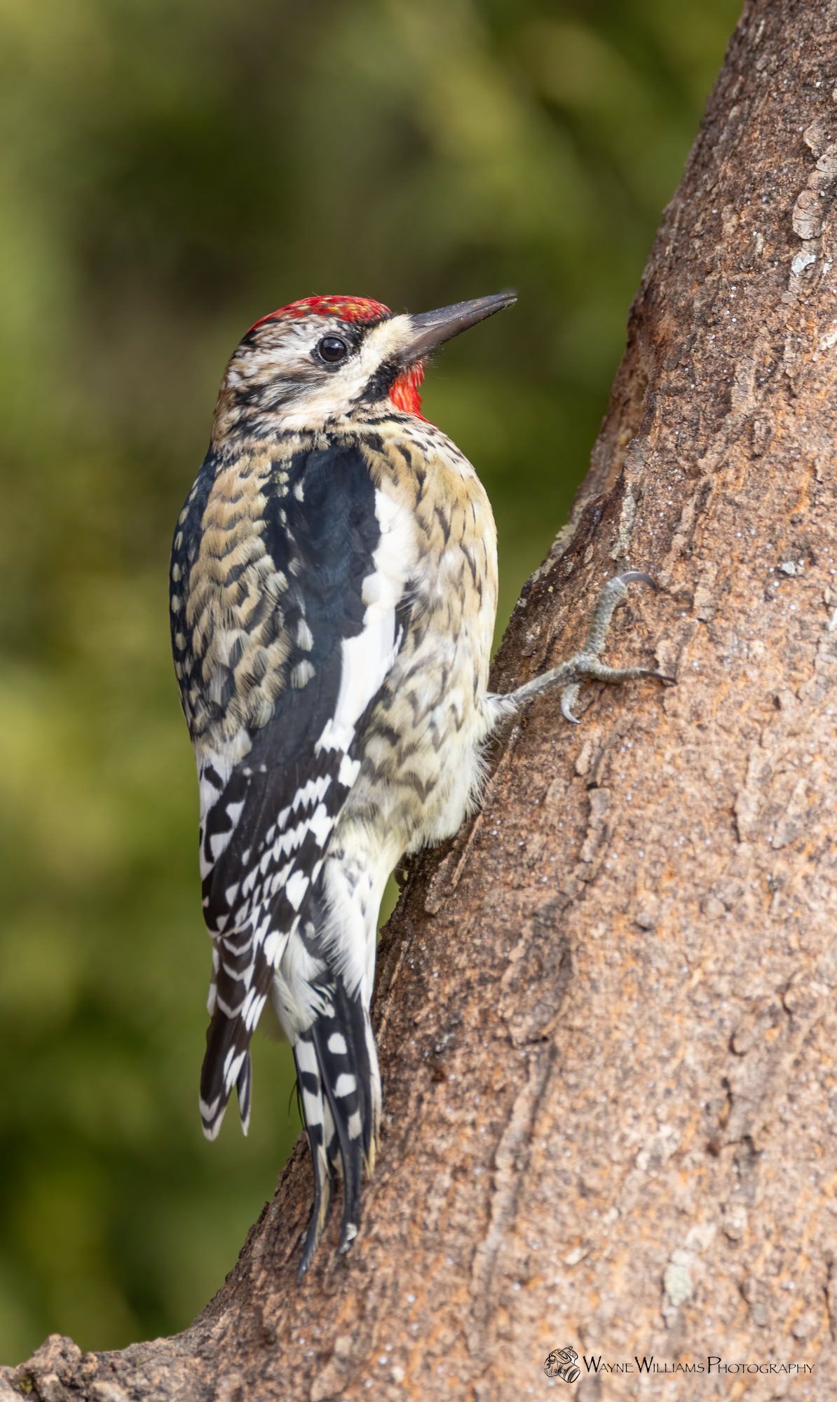 A woodpecker perched on a tree branch with its beak open.