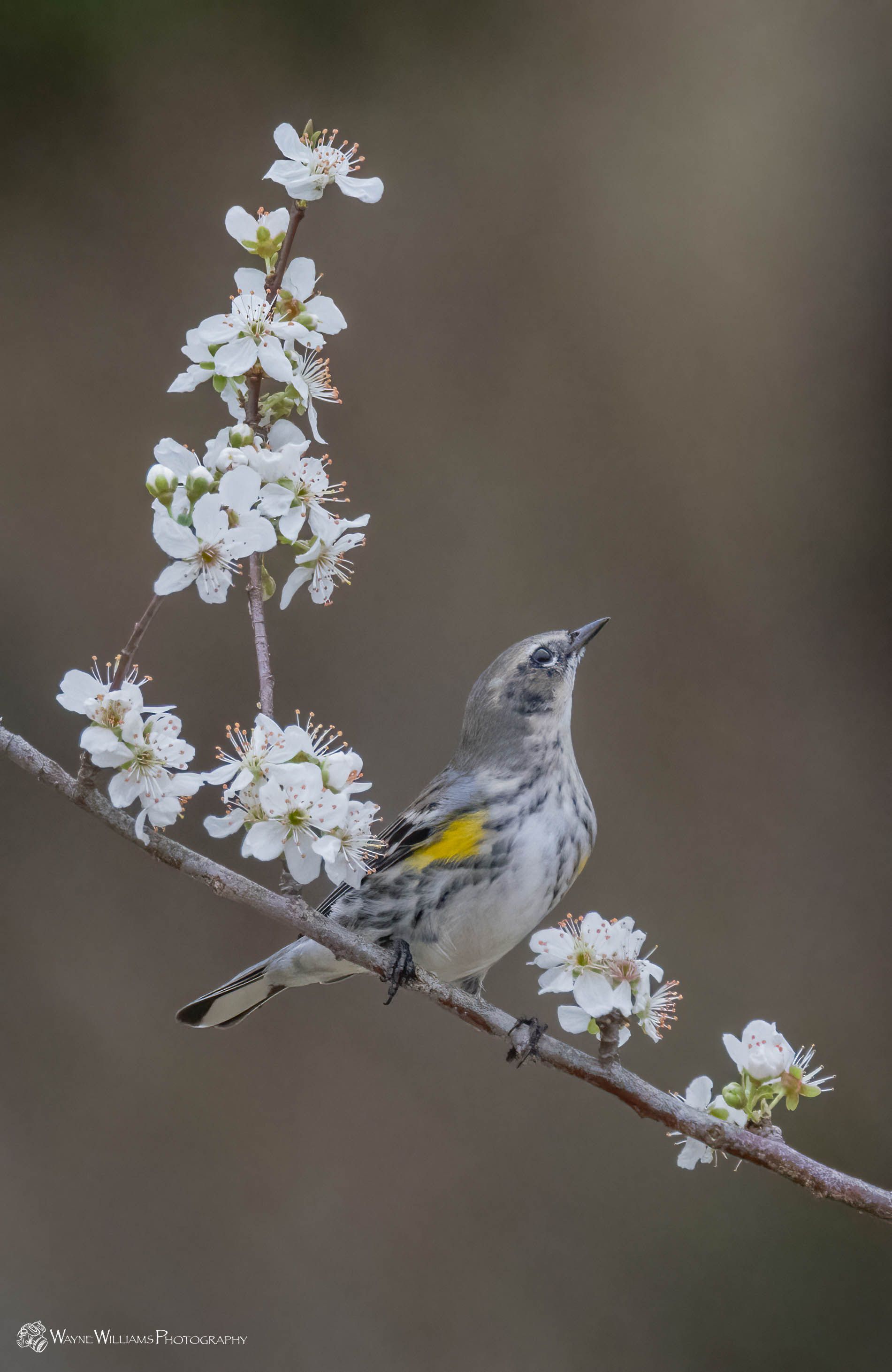 A bird perched on a branch with white flowers.