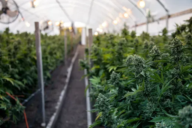 cannabis farm