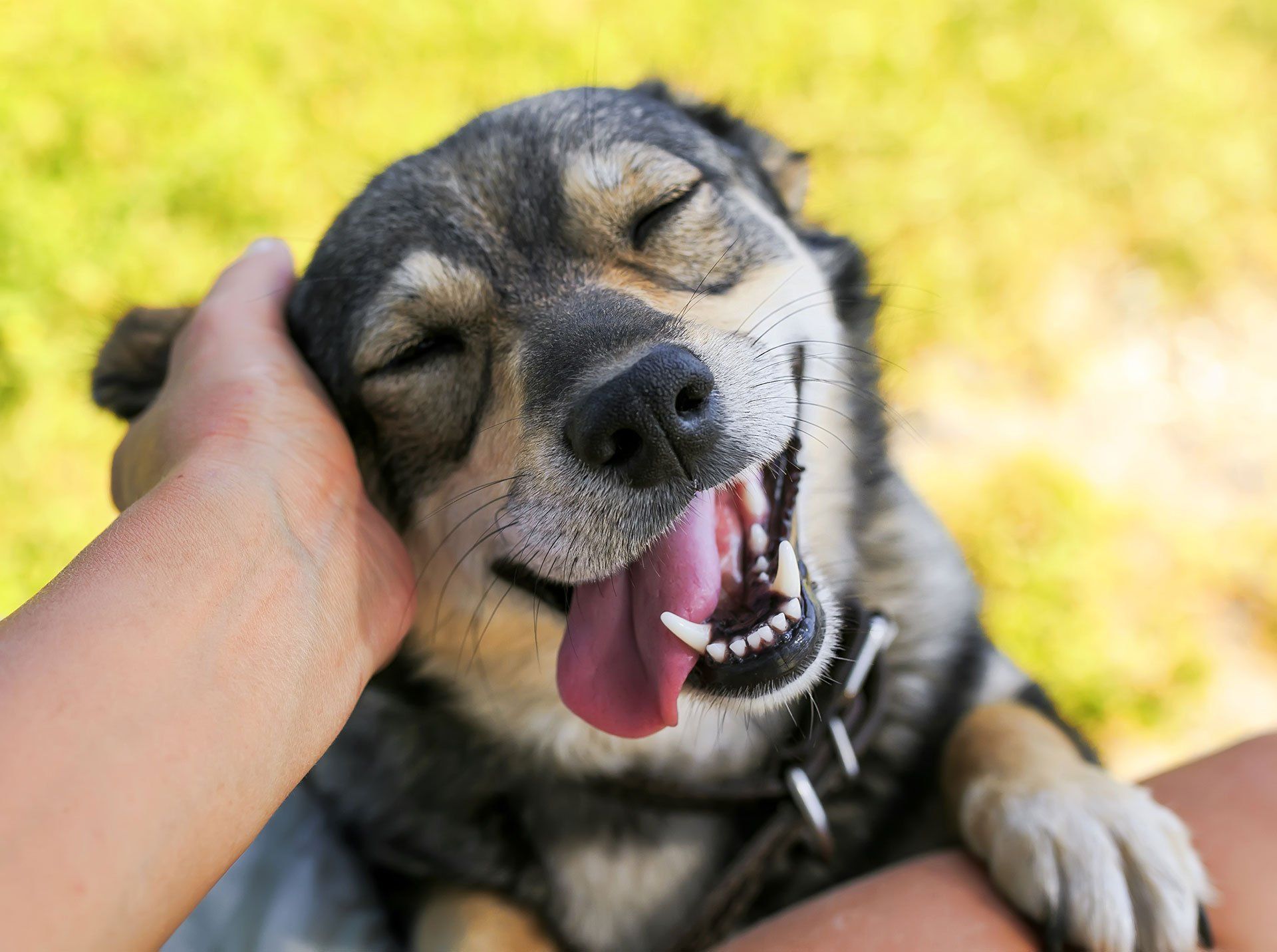 Can CBD Help My Pet?
