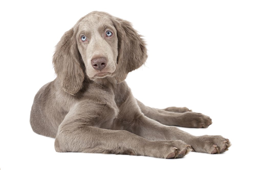 A brown dog is laying down on a white background and looking at the camera.