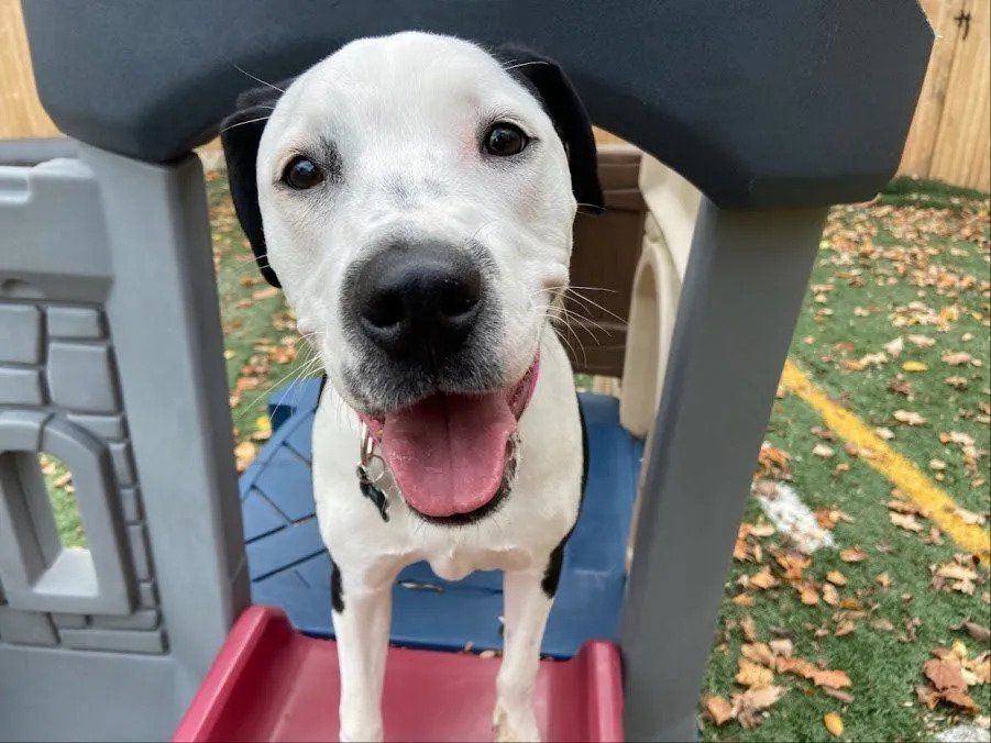 Happy Dog In Slide — West Milford, NJ — Unleashed Dog Solutions