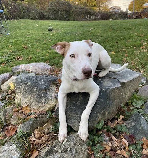 Dog Sitting On Rock — West Milford, NJ — Unleashed Dog Solutions