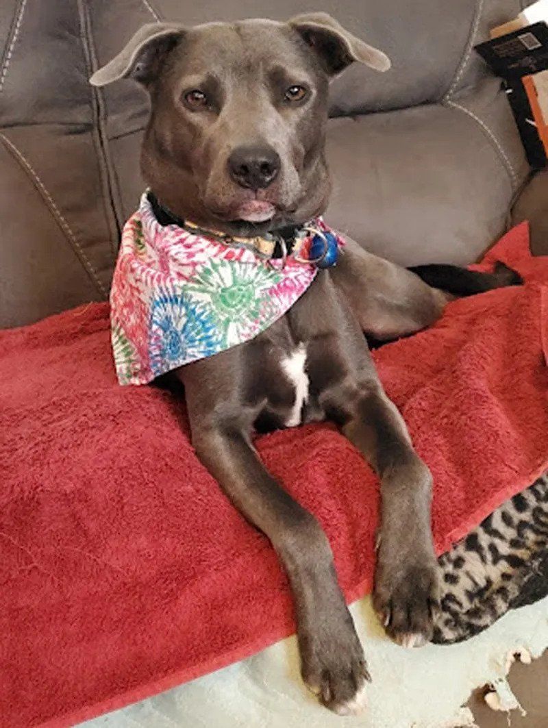 Dog Sitting On Couch — West Milford, NJ — Unleashed Dog Solutions