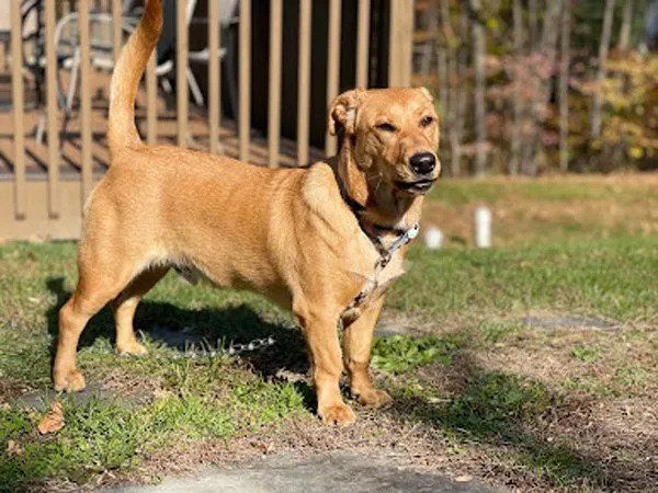 Dog On Field — West Milford, NJ — Unleashed Dog Solutions