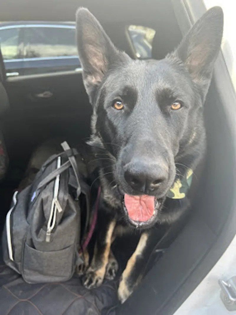 Dog In Car — West Milford, NJ — Unleashed Dog Solutions