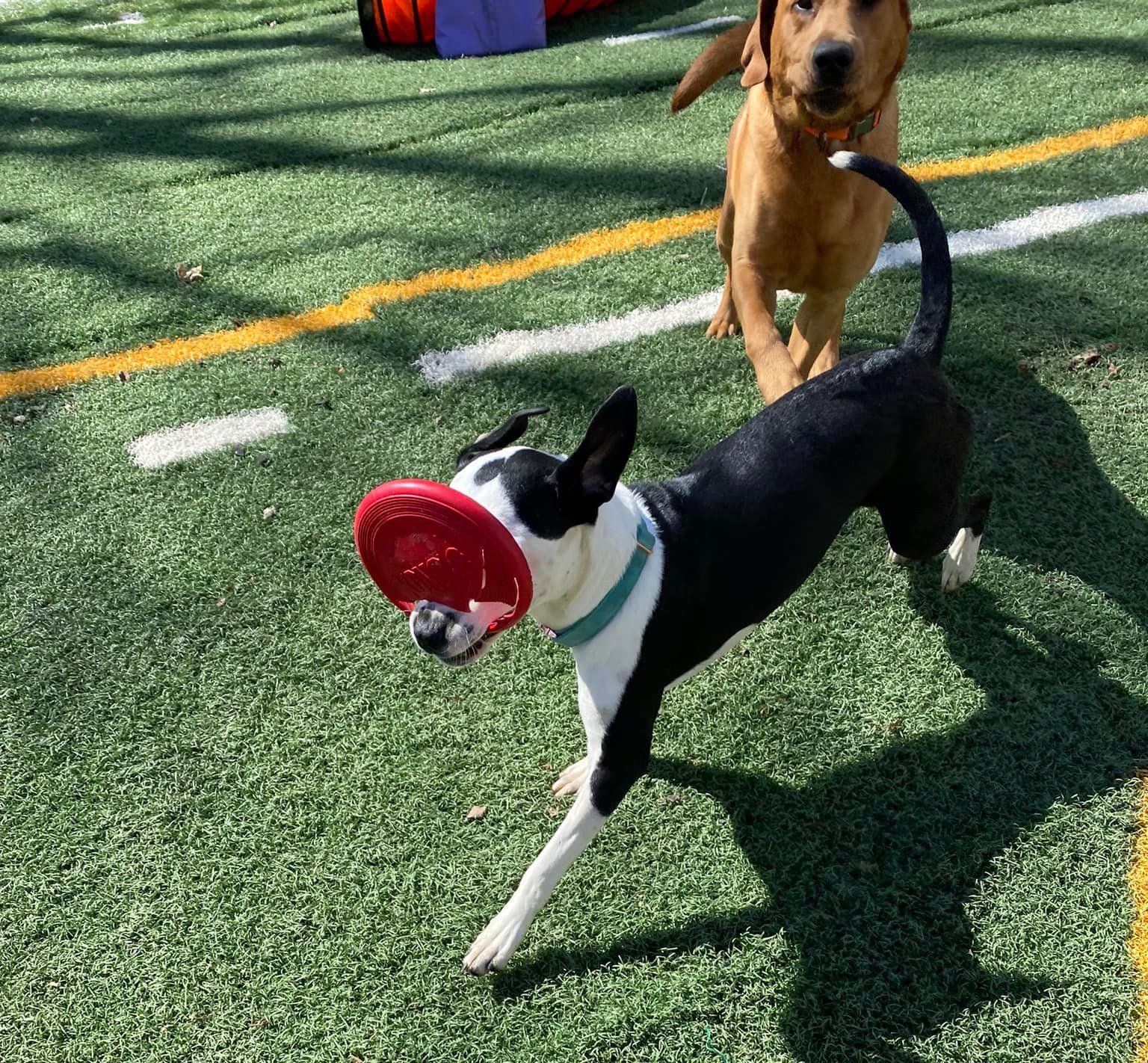 Dogs playing fetch with a frisbee plate — West Milford, NJ — Unleashed Dog Solutions