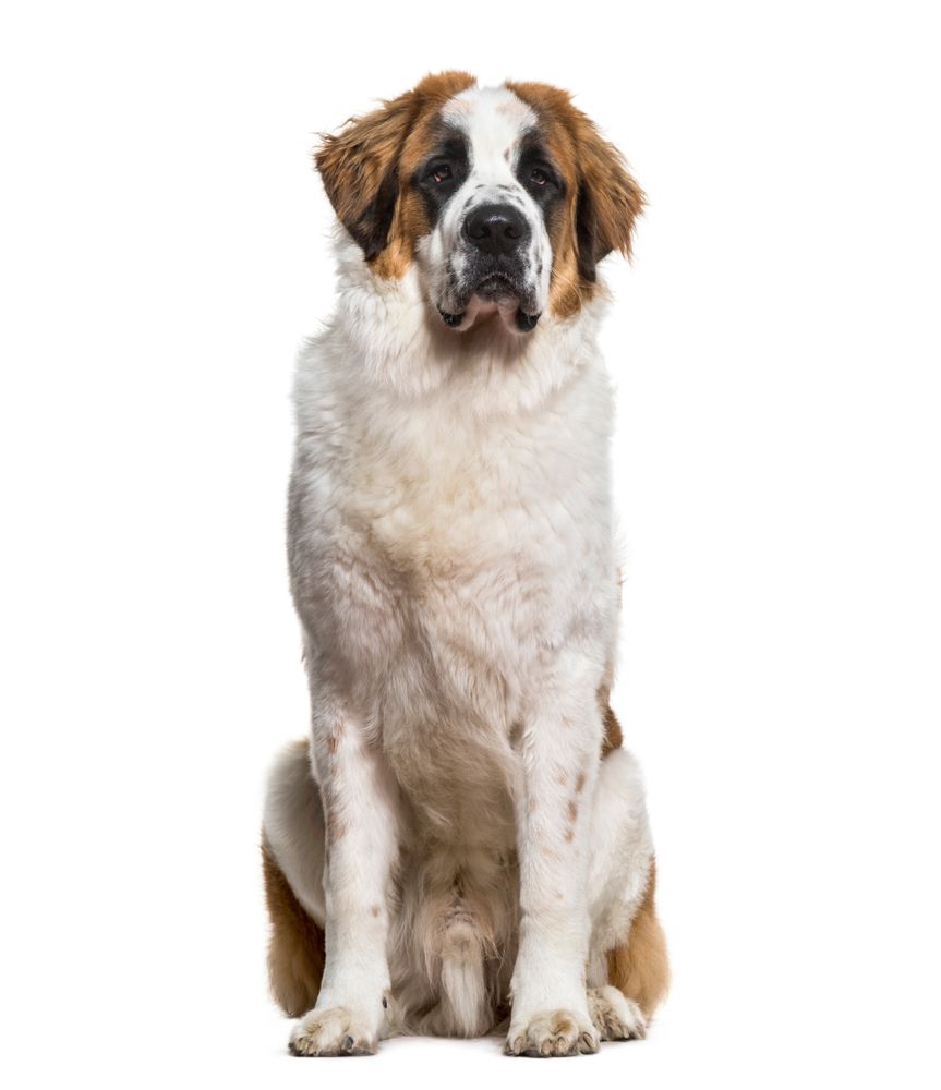 A brown and white saint bernard dog is sitting in front of a white background.