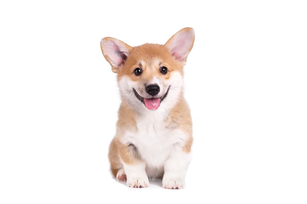 A brown and white corgi puppy is sitting on a white background and smiling.