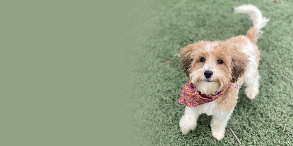 Tiny dog wearing a scarf looking at the camera — West Milford, NJ — Unleashed Dog Solutions