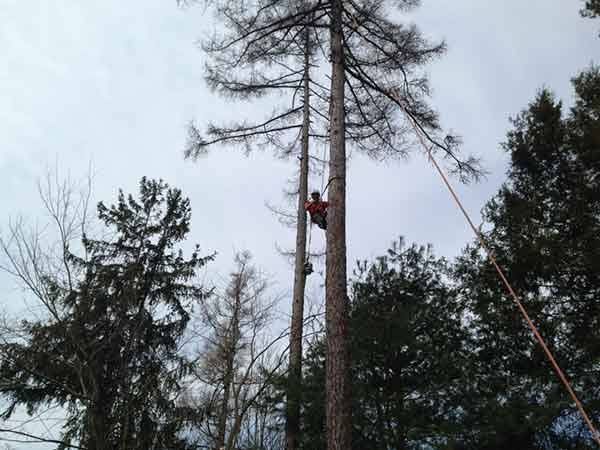 Leos Tree and Lawn Service Inc Photo
