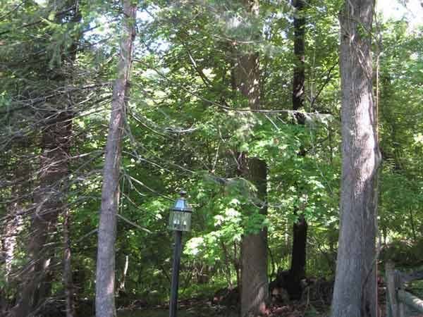 Leos Tree and Lawn Service Inc Photo