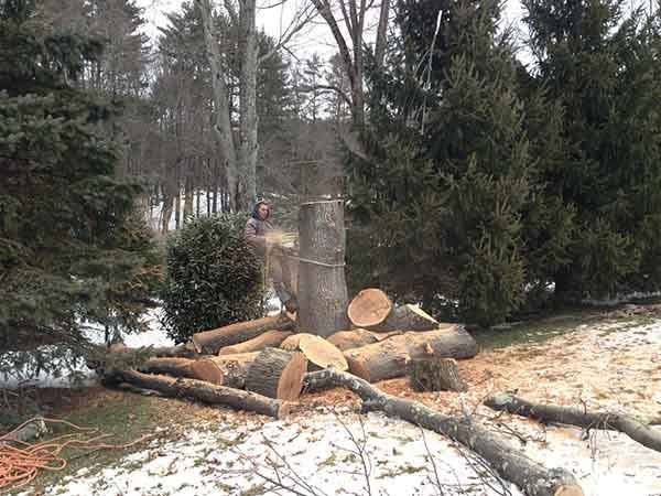 Leos Tree and Lawn Service Inc Photo