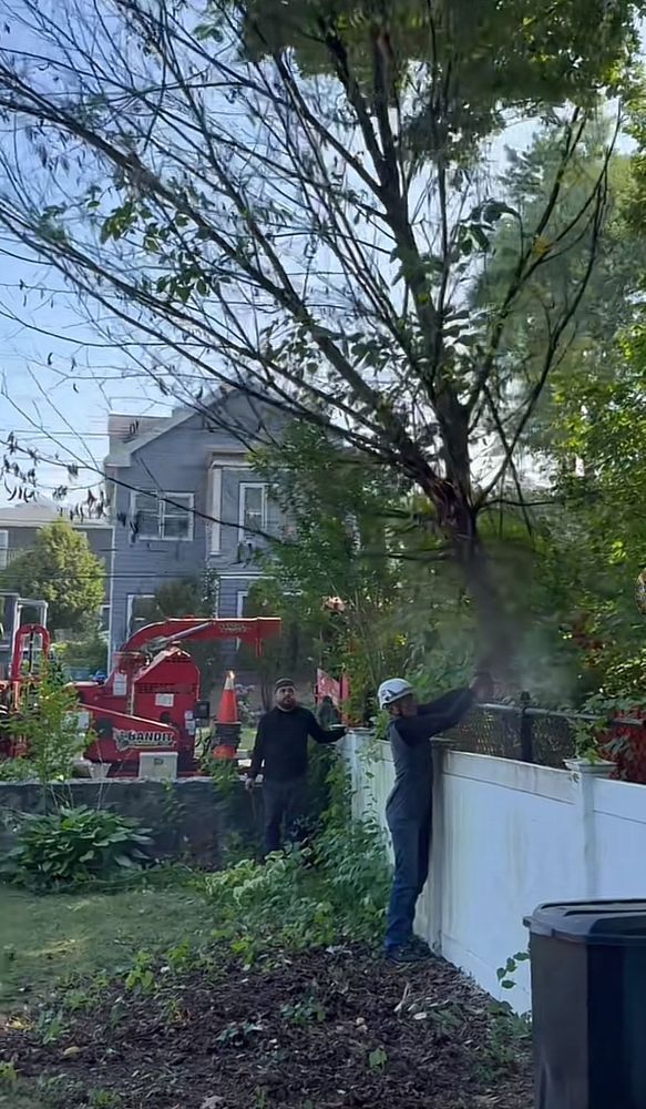 Leos Tree and Lawn Service Inc Photo
