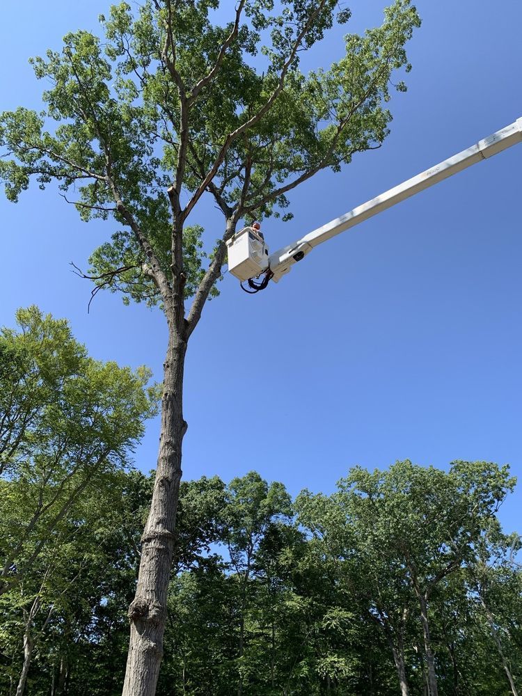 Leos Tree and Lawn Service Inc Photo